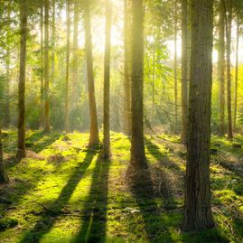 Bestattungsunternehmen Jens Fojuth Bremen Waldbestattung